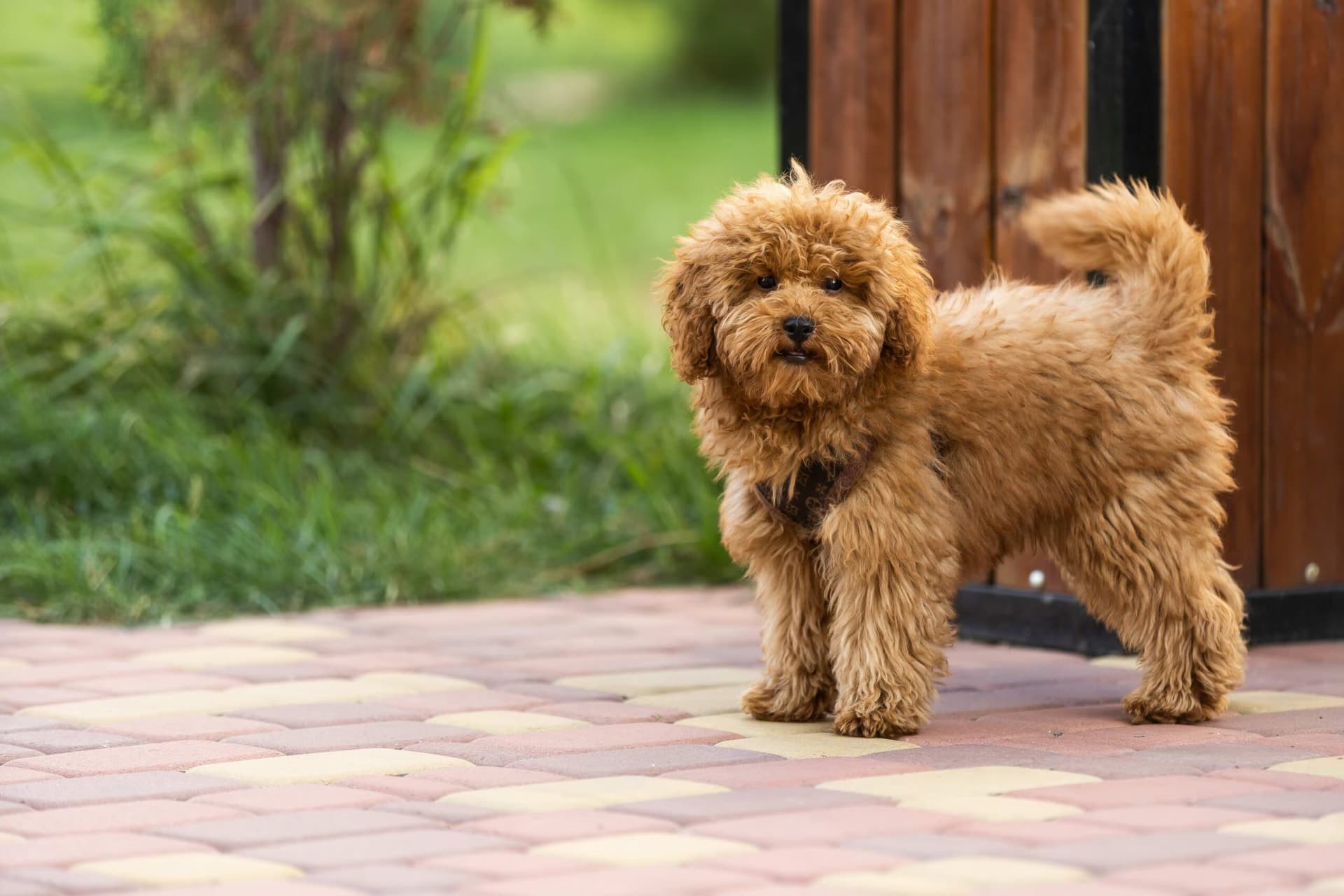 maltipoo