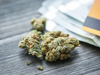 Premium-Qualität zu besten Preisen – Weed Samen kaufen mit Preisvorteil