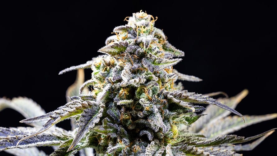 CBD Blüten kaufen – Beste Qualität, die du dir leisten kannst