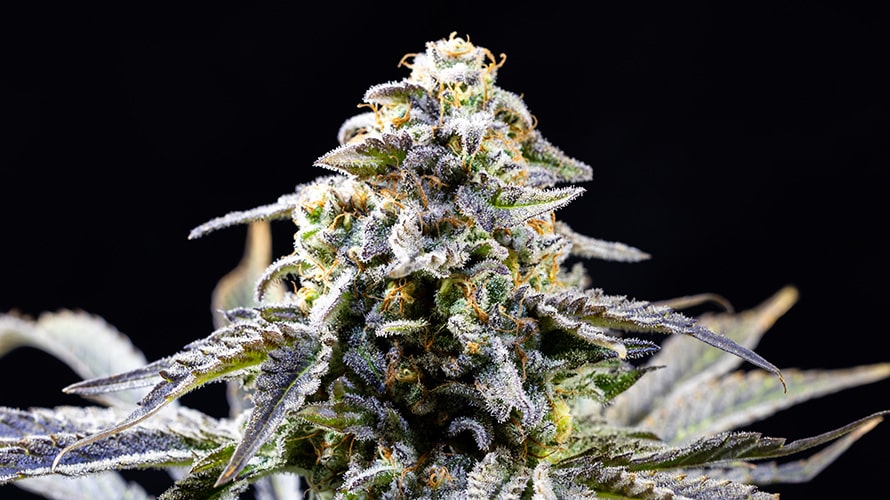 CBD Blüten kaufen – Beste Qualität, die du dir leisten kannst