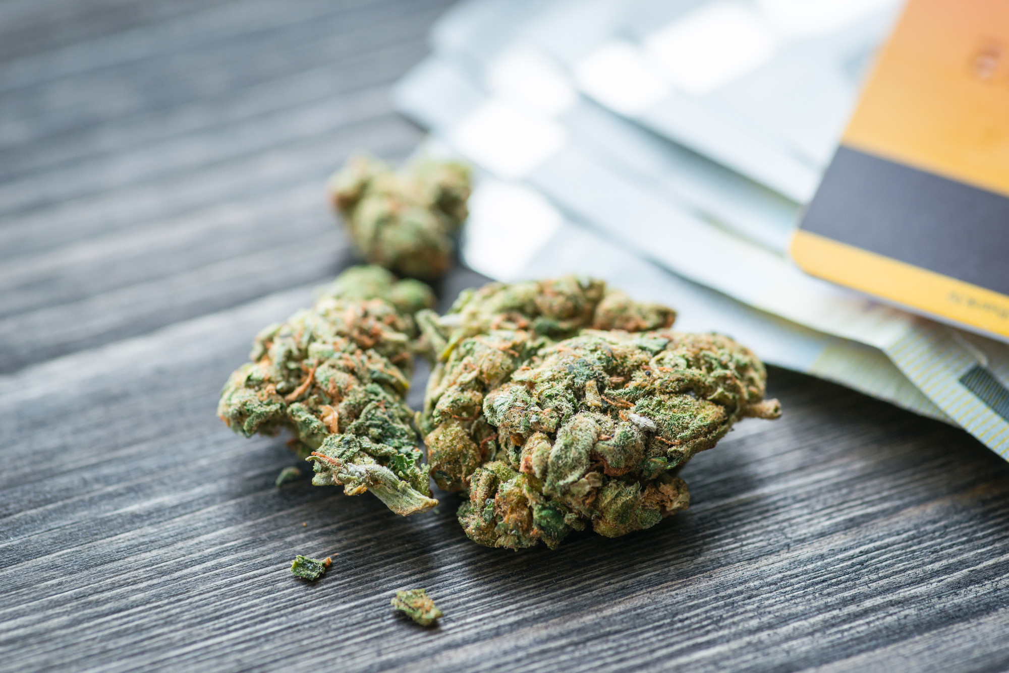 Premium-Qualität zu besten Preisen – Weed Samen kaufen mit Preisvorteil